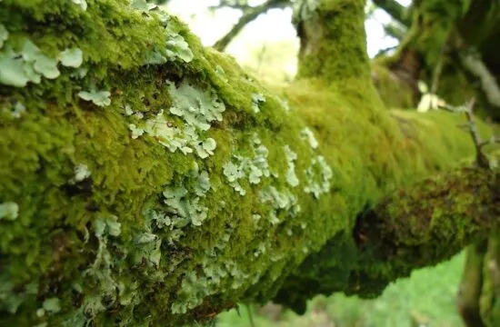 Strickeen Branch Mosslichen 2