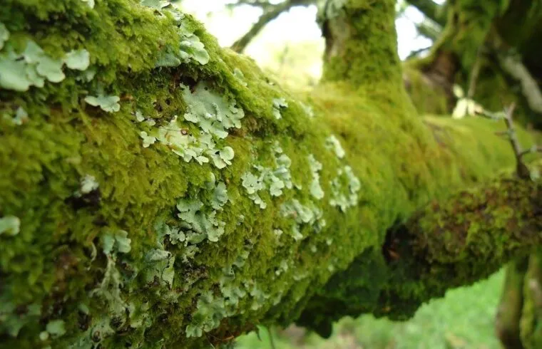 Strickeen Branch Mosslichen 2